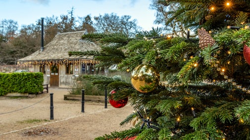Christmas Tree in the Walled Garden in Winter